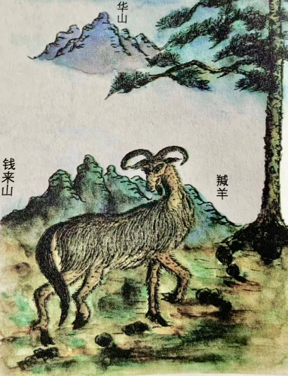 Tranh dê phong thủy - Tiền Lai Sơn - phuctuonggold-com